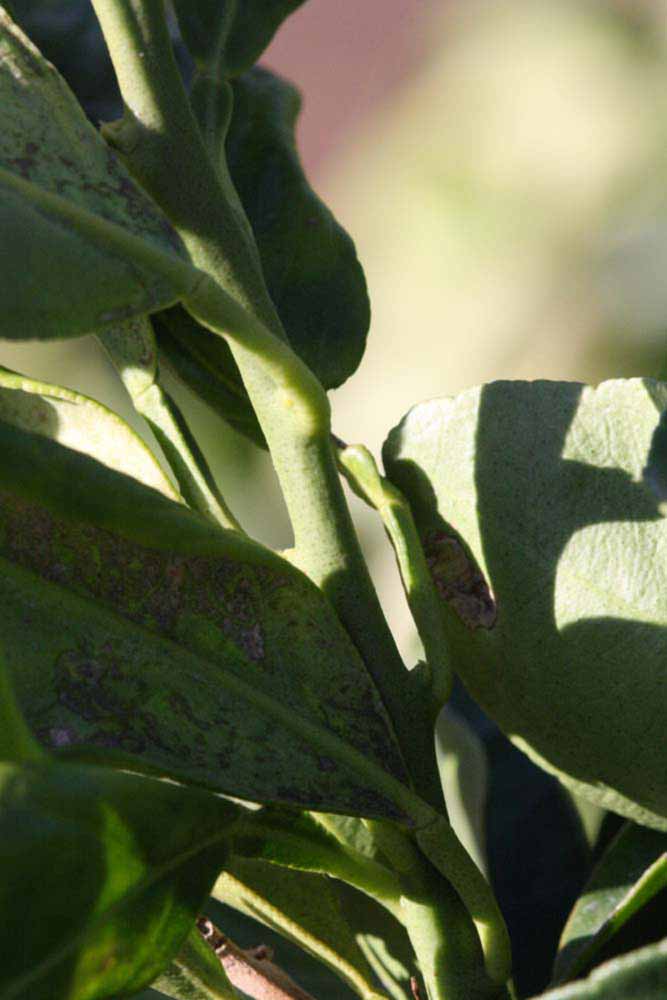              First year twig (Riverside, CA)       